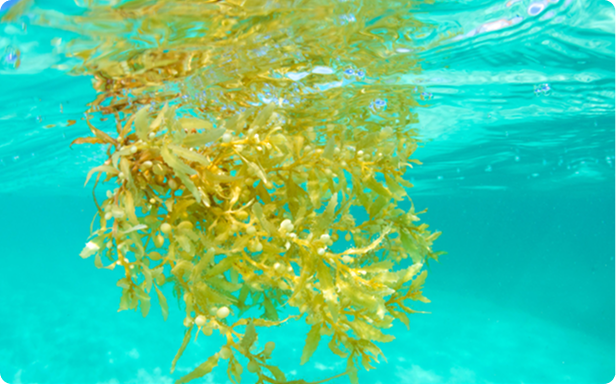 WHY SEA MOSS SOURCING MATTERS: CLEAN WATERS, QUALITY, AND ORIGIN